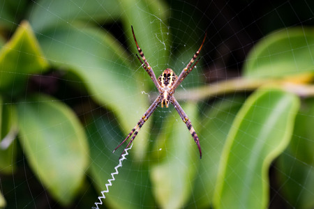 spider hanging around in a netの写真素材