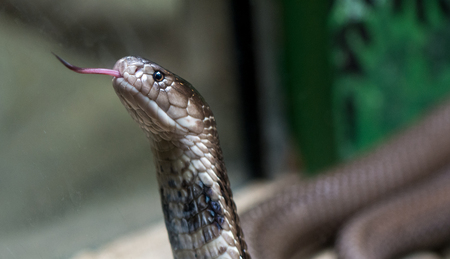 Snake close upの写真素材