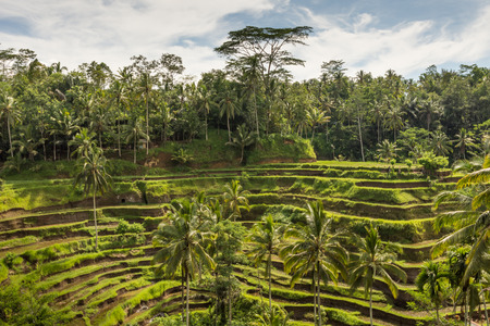 Padi Terrace, Bali, Indonesia - Local plantation of the layered rice terrace in Bali Island, Indonesia.の写真素材