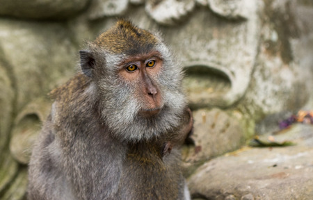 Long-tailed macaques (Macaca fascicularis) in Sacred Monkey Forest, Ubud, Indonesiaの写真素材