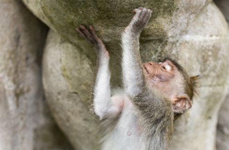 Long-tailed macaques (Macaca fascicularis) in Sacred Monkey Forest, Ubud, Indonesiaのeditorial素材