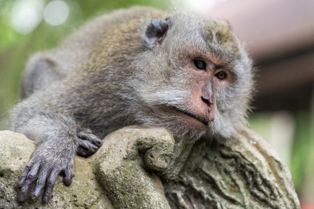 Long-tailed macaques (Macaca fascicularis) in Sacred Monkey Forest, Ubud, Indonesiaの写真素材