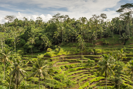 Padi Terrace, Bali, Indonesia - Local plantation of the layered rice terrace in Bali Island, Indonesia.の写真素材