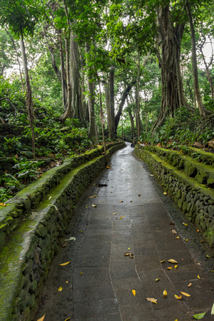 Money forest Ubud Bali Indonesia 2016の写真素材