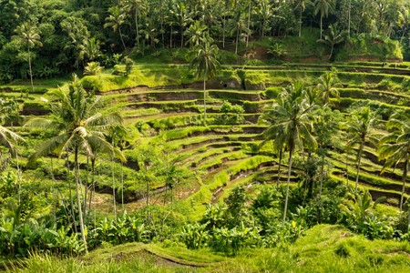 Padi Terrace, Bali, Indonesia - Local plantation of the layered rice terrace in Bali Island, Indonesia.の写真素材