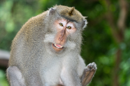 Long-tailed macaques (Macaca fascicularis) in Sacred Monkey Forest, Ubud, Indonesiaの写真素材