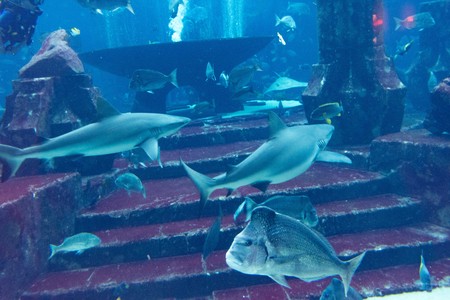 DUBAI, UAE - DECEMBER 31: Large aquarium in Hotel Atlantis (1,539 spacious guest rooms including 166 suites) on man-made island of Palm Jumeirah at December 31, 2015 in Dubai, United Arab Emirates.のeditorial素材