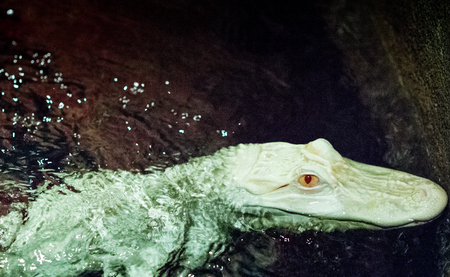 Albino Alligator in waterの写真素材