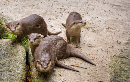 Brown otters looking for foodの写真素材