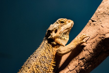 Lizards crawling treeの写真素材