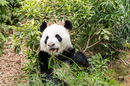 Panda bear eating bambooの写真素材