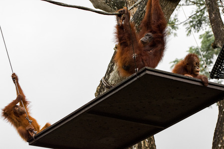 Orang Utans exclusively Asian species seen in singapore 2016の写真素材