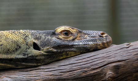 Lizard varan dragon in Singapore on spring 2016