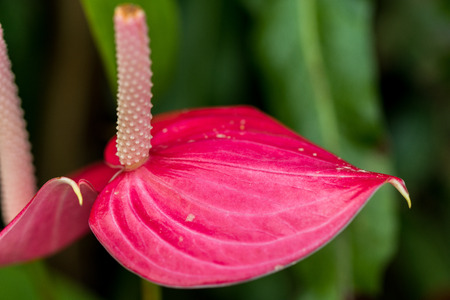 Flowers in beatuful colors close up singapore 2016