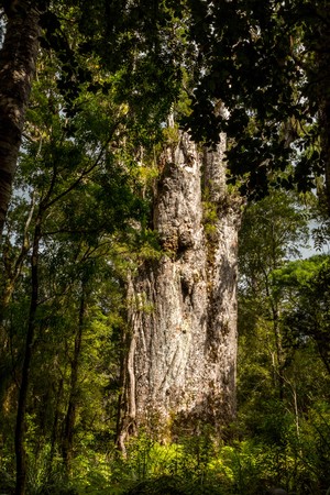 Tane Mahuta, the lord of the forest: one of the largest Kauri trees in Waipoua Kauri forest in New...