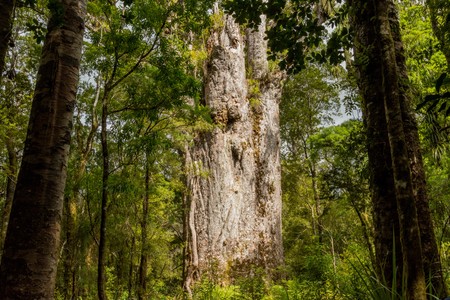 Tane Mahuta, the lord of the forest: one of the largest Kauri trees in Waipoua Kauri forest in New...
