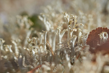 The moss fall on the Kolymaの写真素材
