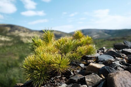 Cedar elfin on the mountain against the skyの写真素材