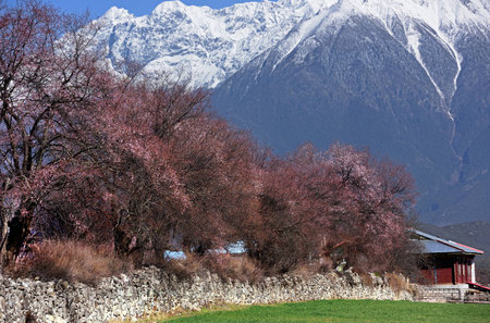 Linzhi villageの写真素材