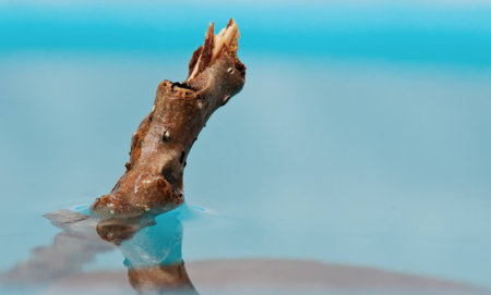 branch in the water surfaceの写真素材