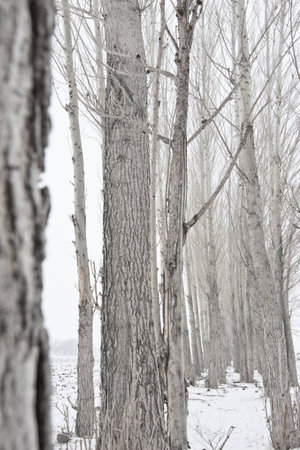 Tree in winterの写真素材