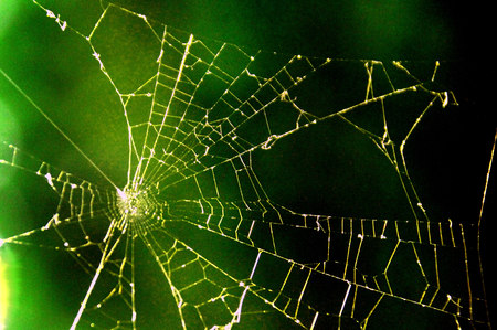 Spiderweb green backgroundの写真素材