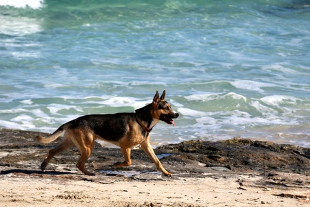 German sheperd oceanの写真素材