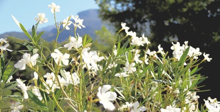 Montpellier-Zistrose (Cistus monspeliensis)の写真素材