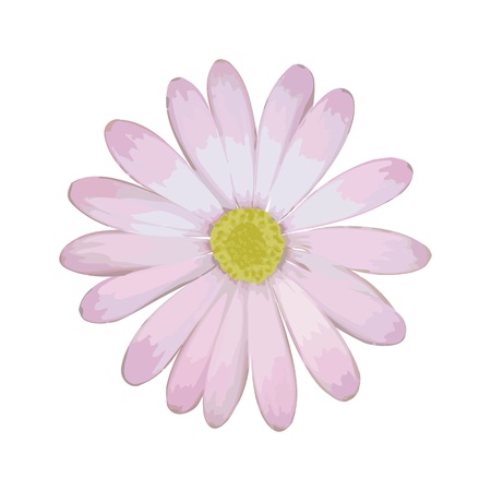 White daisy isolatedのイラスト素材