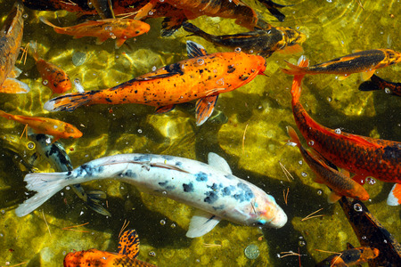 Koi fish in a garden pondの写真素材