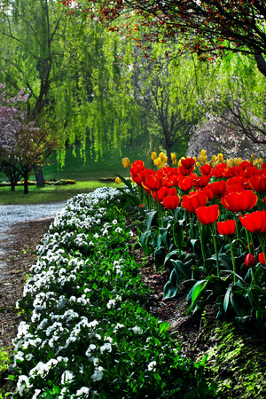 red tulips in a gardenの写真素材