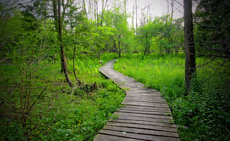a path leading into a green forest