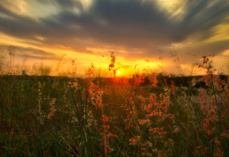 Sunset in the fieldの写真素材