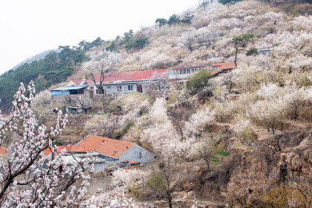 cherry blossoms in the villageのeditorial素材