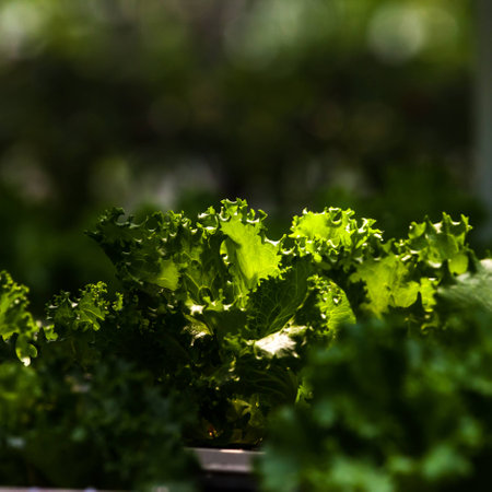 Lettuce