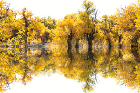 Populus trees at Ejin, Mongoliaの写真素材