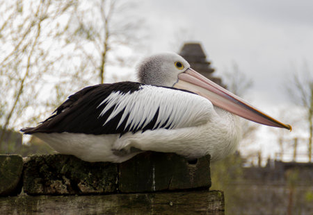 pelicanの写真素材