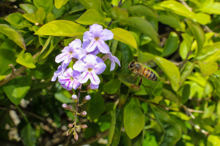 FLYING BEE AND FLOWERSの写真素材