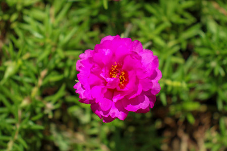 BEAUTIFUL PINK FLOWERの写真素材