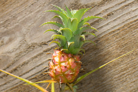 GARDEN PINEAPPLE OR ORNAMENTAL PINEAPPLEの写真素材