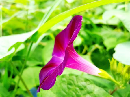 Morning glory close up view