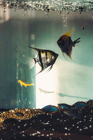 Under the sunlight, fish swimming in a fish tank.の写真素材