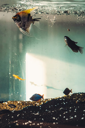 Under the sunlight, fish swimming in a fish tank.の写真素材