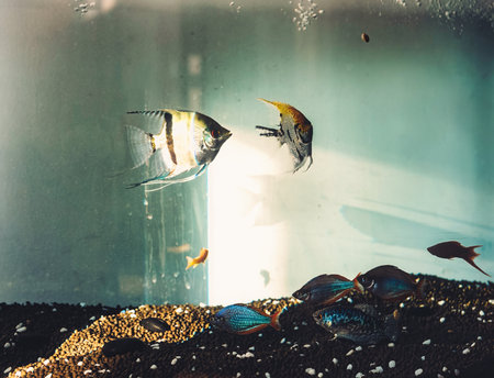 Under the sunlight, fish swimming in a fish tank.の写真素材