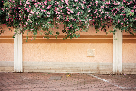 rose flower wallの写真素材