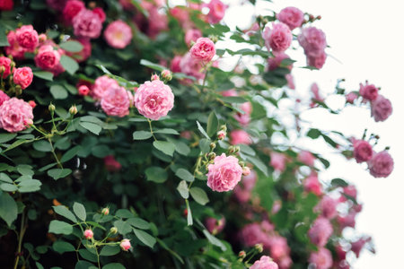 rose flower wallの写真素材