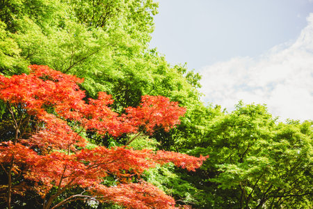 red maple pathの写真素材