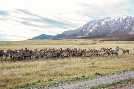 pasture in front of mountainsの写真素材
