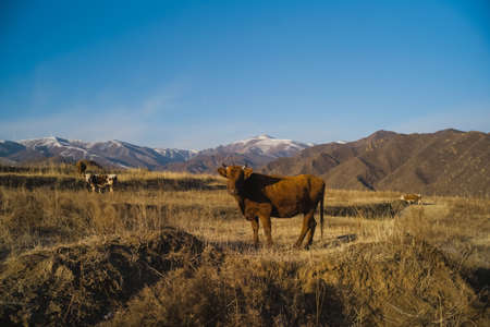 Cattle on pasture in the mountainsの写真素材