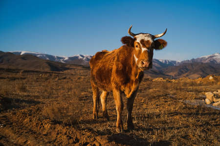 cow in alpine pastureの写真素材